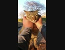 地域猫をマッサージ #Shorts 【野良猫】