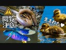0715B【トカゲの捕食で食べられる蚯蚓】カルガモ親子の雛鳥生まれた。カワセミの兄弟喧嘩。ヒガシニホントカゲとミミズ。　チョウトンボ。バンの幼鳥。　#身近な生き物語　#カルガモ親子　#トカゲ
