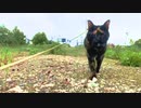 2021/07/16放送【105日目 北海道 苫小牧市 早朝あずにゃんぽ（猫散歩）】北海道全市町村制覇するまで帰れまてん！　猫と車中泊の旅　日本縦断【旅猫あずき～保護猫から旅猫へ～】