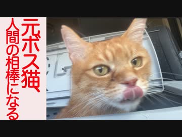 元ボス猫、引退して人間の相棒となる