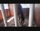 夏キタっ！！オリミツ君！