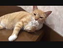 肉球をムシャムシャする猫