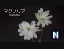 【Neutrino】マグノリア （Magnolia）By NAKUMO