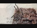 [超希少脱皮場面]タランチュラ飼育日記その２４６[絶対閲覧必要也]