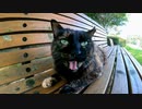 公園にサビ猫が寝ていたので隣に座ってナデナデすると声を出して喜んだ