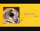 Salad b owl