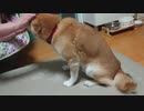 心配になるくらい雷に震える柴犬