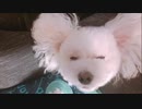 【カメラ】愛犬のファッションコーナーが可愛すぎる！！【ころん】すとぷり