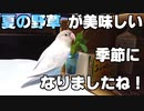 夏はタンポポ美味い！