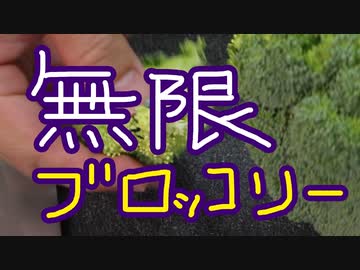 ブロッコリーを無限にキメるレシピ【嫌がる娘に無理やり弁当を持たせてみた息子編】