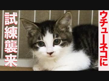 ウチューネコチャン、初めての子猫育児のとき