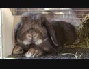 ラビ君高速ヒクヒク動画バージョン①