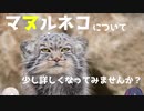 [VOICEROID解説] マヌルネコについてはなしたい