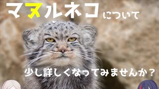 [VOICEROID解説] マヌルネコについてはなしたい