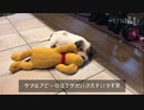 家に来たばかりのプチバセの行動が可愛すぎる