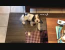 プチバセの子犬は人のものが好き