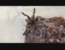 [脱皮の翌日]タランチュラ飼育日記その２４７[まあ特に何もないんですね]