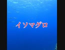 イソマグロ群れ・沖縄・慶良間諸島・黒島北