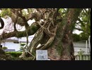 巨樹のある風景　「老松神社」　防府市御茶茶屋町