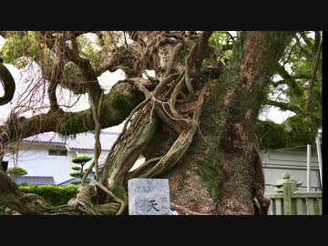 巨樹のある風景　「老松神社」　防府市御茶茶屋町