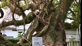 巨樹のある風景　「老松神社」　防府市御茶茶屋町