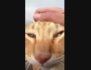 ヤバイ！野良猫がゴロゴロと奇妙な音を出し人を襲う！？#Shorts 【野良猫】