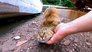 船の下で休んでいた野良猫がモフられに出てきた