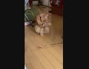 毛繕いする猫(※テレビ音が入ります)