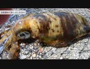 鯵で美味しいアオリイカを釣る【三重】