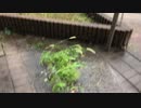 ゲリラ豪雨