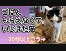 猫がごはん催促しているのを無視していたら