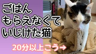 猫がごはん催促しているのを無視していたら