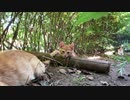 野良猫観察　群れの中の一匹の子猫