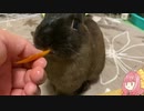 【ウサギ】うさうさざつだん【琴葉茜】