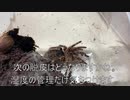 [bananafish]タランチュラ飼育日記その２４８[いやめちゃおもろいですね]