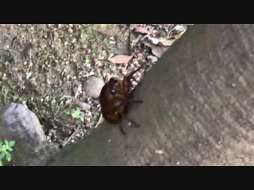 セミの幼虫