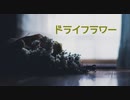 【低音女子が歌ってみた】ドライフラワー【tone】