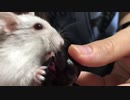 可愛いのが２つ　【オッドアイのハムスター】