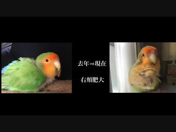 腫瘍の治療をがんばるインコ
