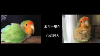 腫瘍の治療をがんばるインコ