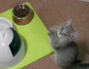 手を合わせてお願いする子猫
