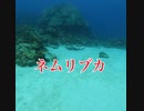 ネムリブカ・沖縄ダイビング
