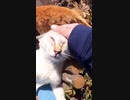 大変だ！野良猫が爪を立てて足に襲い掛かる、そして更に！？#Shorts 【野良猫】