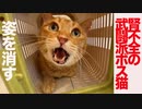 腎不全の武闘派ボス猫、姿を消す
