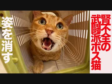 腎不全の武闘派ボス猫、姿を消す