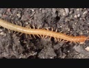ジムカデの一種　Geophilomorpha