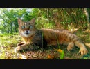 最初は逃げた野良猫、ナデナデすると落ち着いて甘えてきた