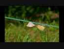オオムラサキ　100円で落札した改造Ai80-200mmF4.5で