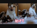 飼主に助けを求める母猫【四匹目の子猫誕生】 ～第三子の赤ちゃん出産から三十分経過後～