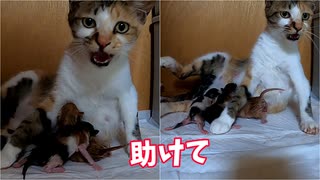 飼主に助けを求める母猫【四匹目の子猫誕生】 ～第三子の赤ちゃん出産から三十分経過後～